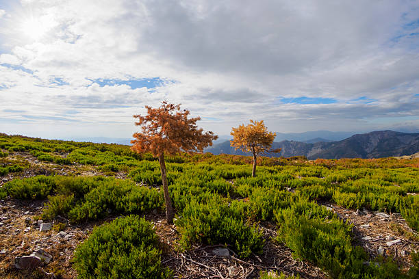 Small dry pines in the Sierra de Francia