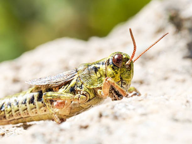 istock Boreo-alpine grasshopper (Melanoplus frigidus) on rock, Tignes, French Alps 2242209849