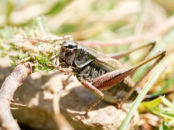 istock Bush-cricket (Metrioptera sp.) on alpine grass, Tignes, French Alps 2242209936
