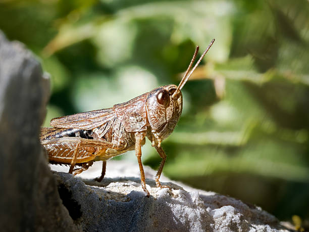 istock Meadow grasshopper (Pseudochorthippus parallelus) on a rock, Tignes, French Alps 2242209954
