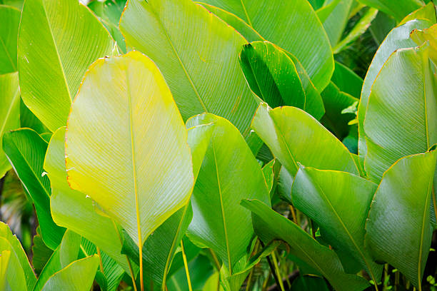 Large green tropical leaves in Chatuchak Park in Bangkok