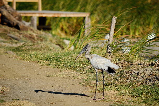 istock Wood storks in a wetlands 2242210874