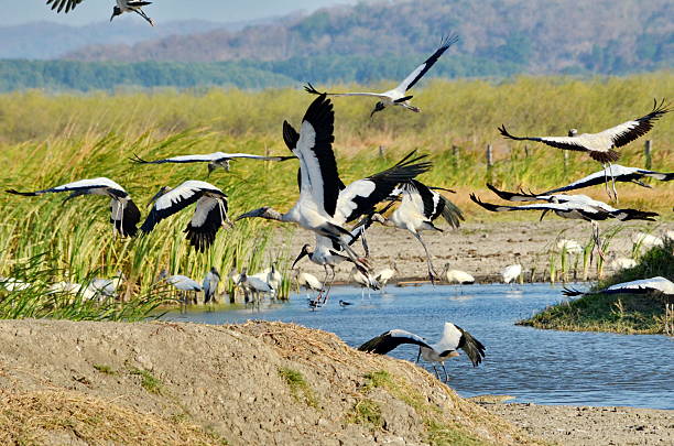 istock Wood storks in a wetlands 2242210883