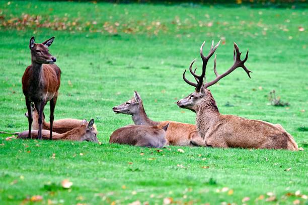 Red deer stag stood amongst hinds Autumn rut