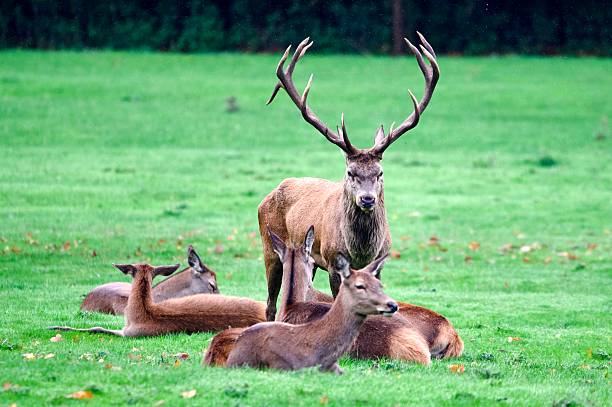 Red deer stag stood amongst hinds Autumn rut
