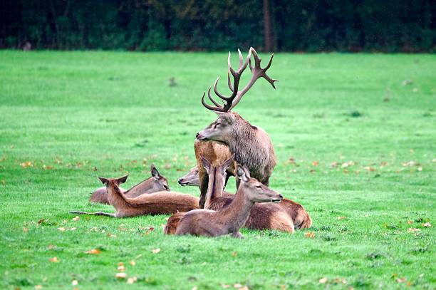 Red deer stag stood amongst hinds Autumn rut