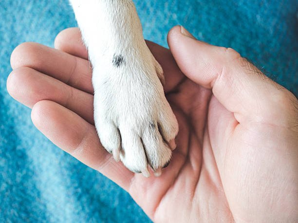 istock Dog's paws and human hands. View from above 2242212600