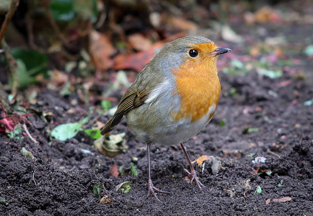 close up of a robin in the garden on a blurry brown background