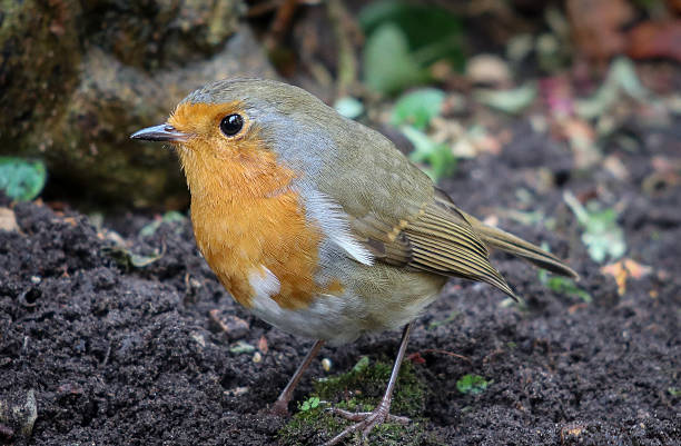 Close-up of robin bird perching on ground at park