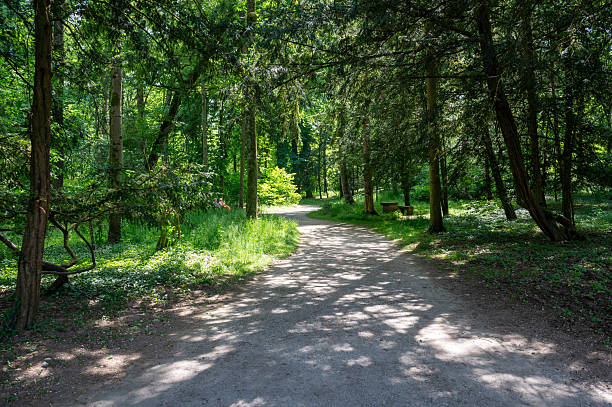 istock Dirt road through a green forest 2242214390