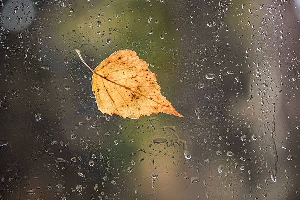 istock Yellow autumn leaf on rainy window 2242214412