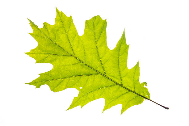 istock Leave of American Oak 2242215571