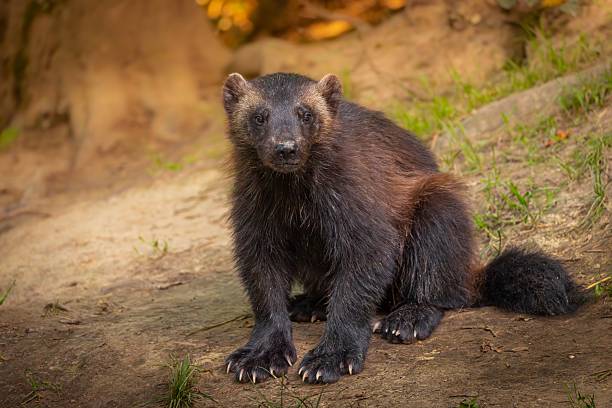 istock Wolverine in natural habitat with soft lighting. 2242217023
