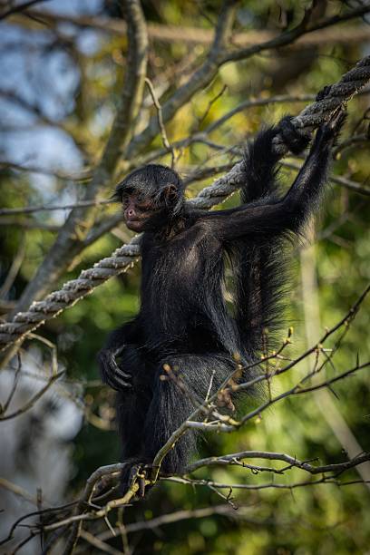 istock Black monkey hanging on a rope in a forest. 2242217050