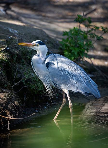 istock Majestic heron by the water's edge. 2242217197