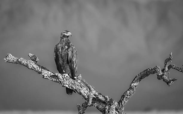 istock Eagle on a branch with mountain backdrop in black and white. 2242217376