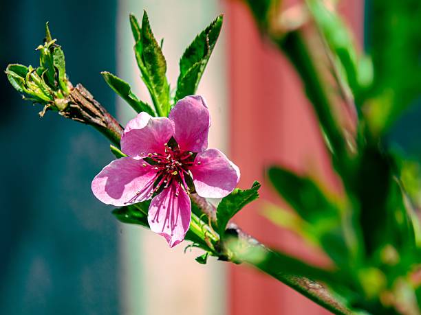 A close-up of a vibrant pink flower on a branch with lush green leaves in a garden setting.