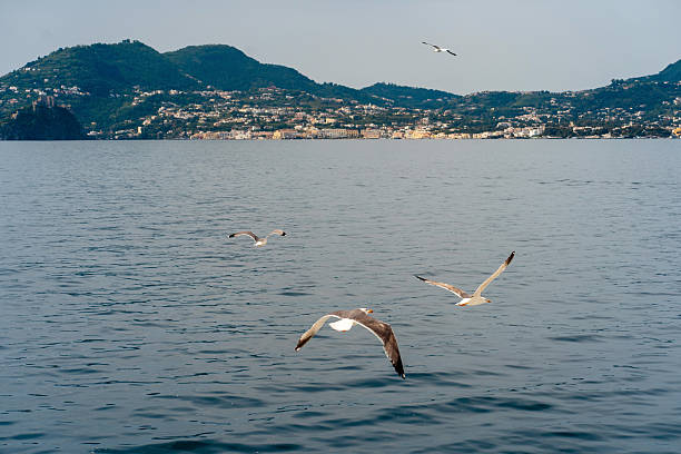 istock Seagulls Soaring Over Calm Sea and Distant Hills 2242217782
