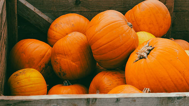 istock pumpkin patch on country side farm with bright orange autumn harvest 2242219821