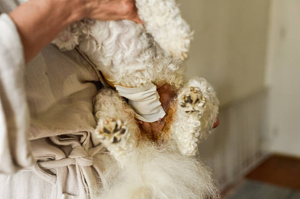 Close-up of a purebred Bichon Frise held by a woman, showing a post-surgery bandage after sterilization. Highlights responsible pet care and recovery.