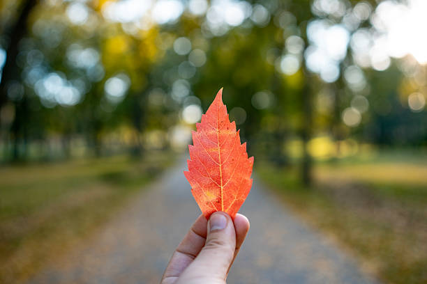 A vibrant red autumn leaf is held up in focus against a blurred park path and trees, conveying fall color, nature, and a moment of reflection.