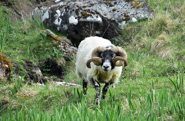 istock Blackfaced Ram with Spiraling Horns Roaming the Highlands 2242225362