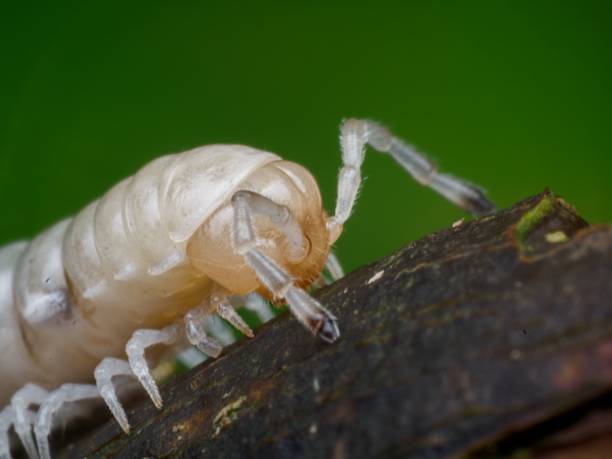 istock Macro shot of a white isopod on a branch. 2242226458