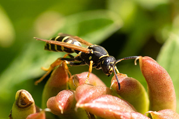 istock Polistes biglumis 2242227112