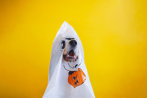 istock funny dog dressed up in a Halloween costume 2242227237