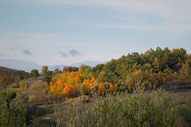 Scenic view of a hillside covered with trees in shades of green, yellow, and orange under a light cloudy sky. The mix of autumn colors and soft natural light creates a calm and picturesque atmosphere, capturing the beauty of the changing season.