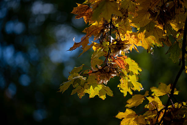 Close-up of maple leaves in shades of yellow and orange illuminated by warm sunlight against a dark, blurred background. The contrast between light and shadow emphasizes the delicate textures and rich colors of autumn foliage, creating a calm and atmospheric scene.