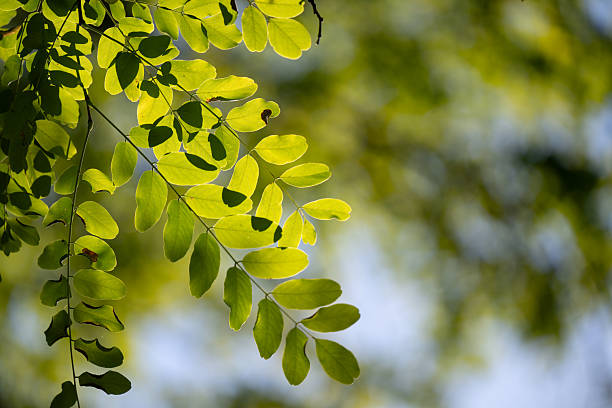 Close-up of delicate green leaves illuminated by sunlight, creating a vibrant play of light and shadow. The blurred background enhances the soft natural tones and the feeling of calm and freshness. The image captures the peaceful beauty of nature on a bright day.