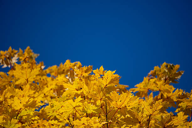 Vibrant yellow and orange autumn leaves fill the frame against a clear deep blue sky. The sunlight enhances the warm tones of the foliage, creating a striking seasonal contrast. The image captures the beauty and brilliance of fall in its peak.