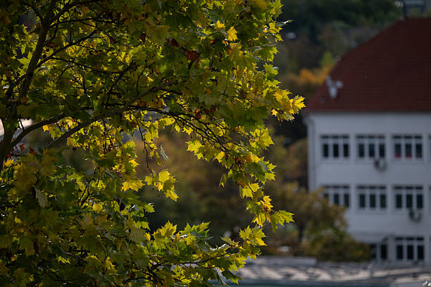 A tree with bright yellow leaves stands in the foreground, illuminated by soft sunlight, with a blurred view of a valley and hills in the background. The image captures the peaceful atmosphere of early autumn, blending natural beauty and calm scenery.