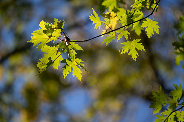 Close-up norway maple (Acer platanoides) Princeton Gold spring bright leaves on blue sky background. Public landscape city park 'Krasnodar' or 'Galitsky park'. There is place for text.