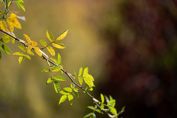 A slender branch with small green and yellow leaves is illuminated by warm sunlight against a soft blurred background. The image captures the delicate transition between summer and autumn, emphasizing natural beauty, simplicity, and balance in nature.
