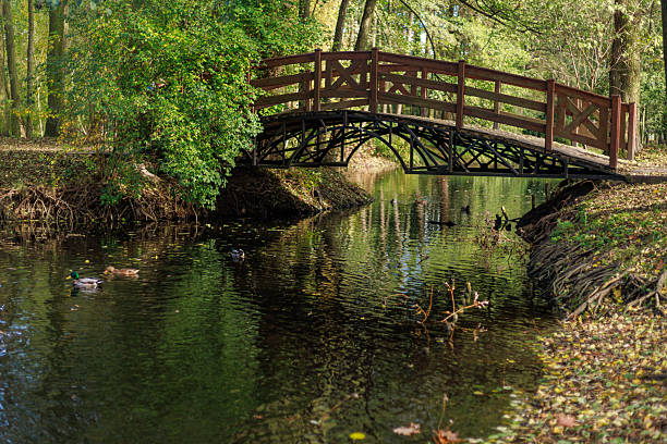 Small wooden bridge crosses a quiet river surrounded by green trees and ducks.Concept of nature, relaxation and peaceful autumn landscape.