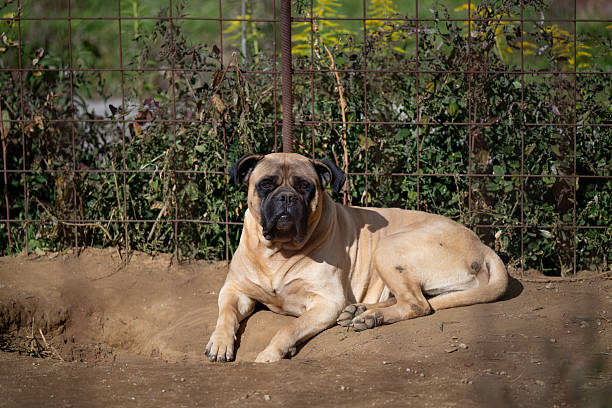 Dogue de Bordeaux puppy sits on the grass and looks at the camera. Puppy with blue eyes and red color. French mastiff puppy on summer green grass