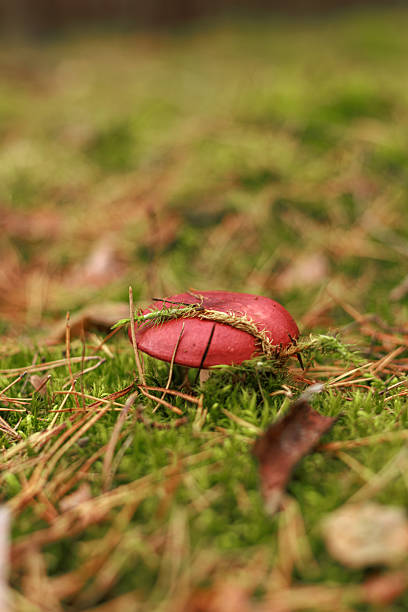 Red brittlegill (Russula emetica) mushroom growing on mossy ground. Concept of forest flora, wild nature, and autumn colors.