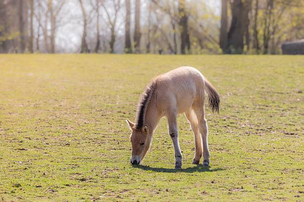 Group of elegant horses grazing in open green fields under natural sunlight. Calm and picturesque rural landscape highlighting the beauty of equestrian life and freedom in nature.