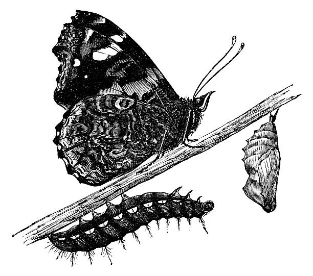 The metamorphosis of a butterfly insect, from caterpillar larva to chrysalis pupa to adult butterfly. Vintage etching circa 19th century.
