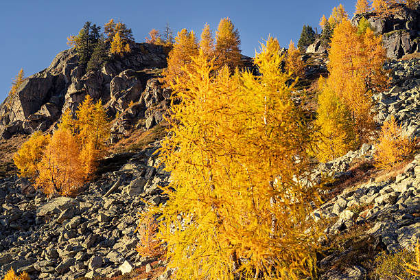 Bright golden larch trees on a rocky mountain slope under clear blue sky. Autumn alpine landscape with vibrant fall foliage and rugged terrain. Mountain nature scene with colorful seasonal trees.