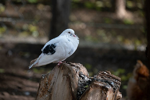 A white pigeon with black markings perches on a weathered tree stump illuminated by soft sunlight. The blurred forest background enhances the natural serenity of the scene, emphasizing the bird’s calm presence and the quiet beauty of its surroundings.
