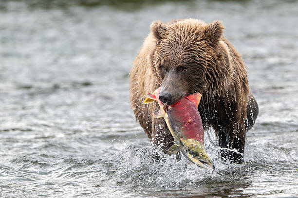 istock Alaskan brown bear with sockeye salmon 2242234393