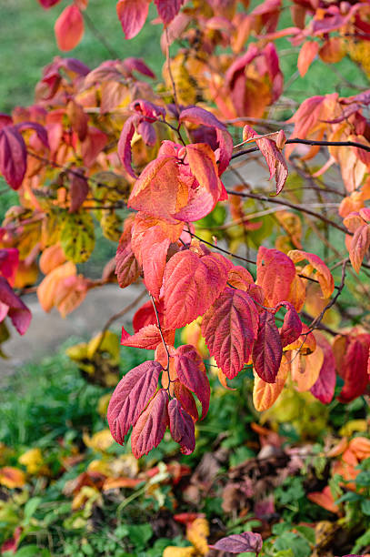 istock japanese spirea macrophylla autumn foliage 2242234450