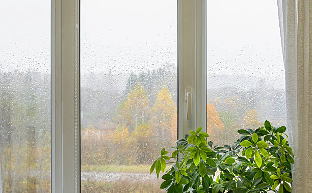 istock schefflera by rainy window in autumn 2242234474