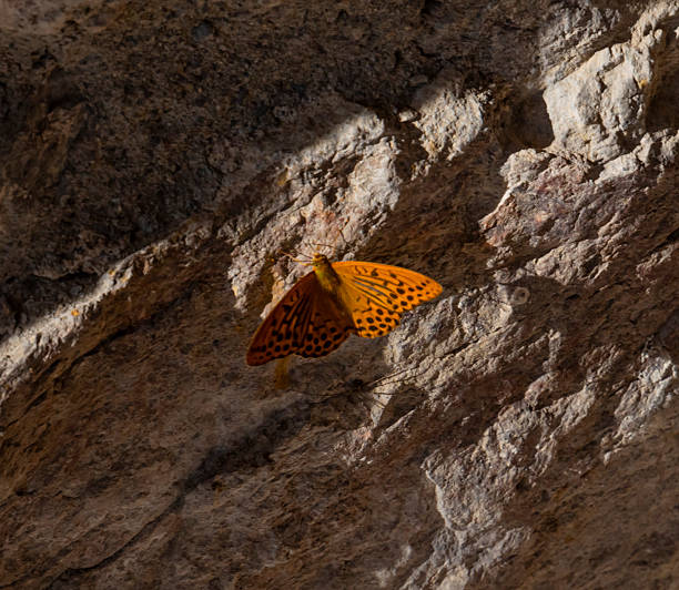 istock The most beautiful butterfly 2242235124