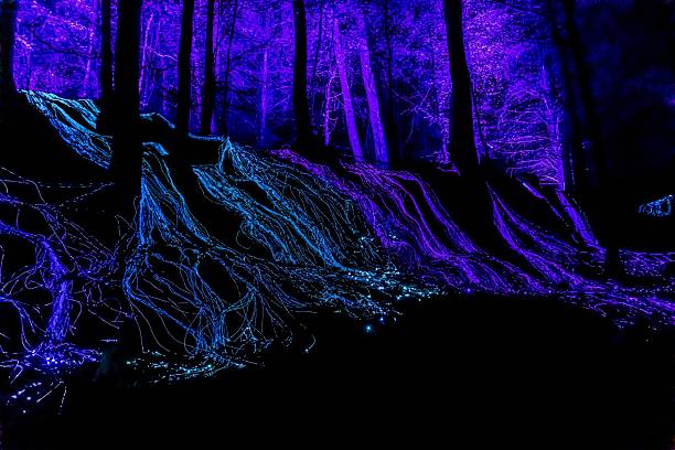 istock Forest Comes Alive With Christmas Lights. 2242235203