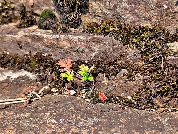 A view of some wild flowers groing among the rocks