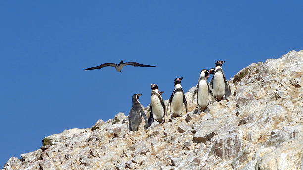 A group of Humboldt penguins stands on a rocky hillside under a clear blue sky, while a seabird soars above. The scene captures wildlife interaction in a coastal, sunlit environment.